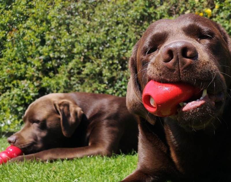 KONG Classic Dog Toy Review