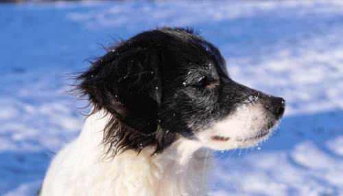 Winter Tips for Dog Owners — Keeping Your Dog Safe in the Cold