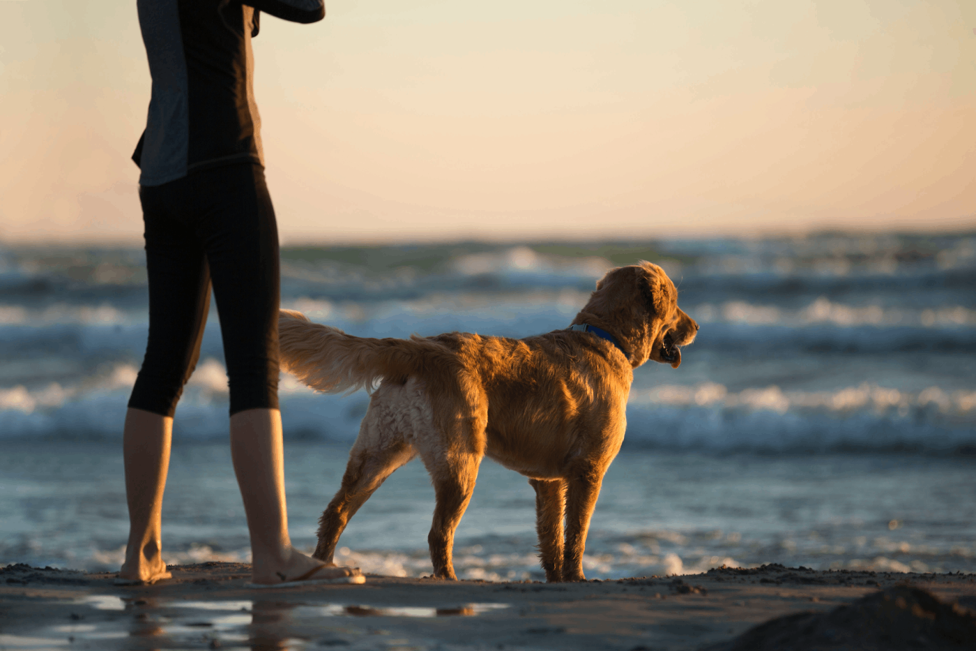 Four Legged Breaks Blog
